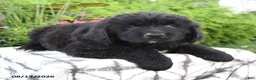 Newfoundland dogs for sale: Mikmaq - Ad 5