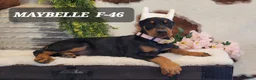 Doberman Pinscher dogs for sale: MAYBELLE - Ad 1