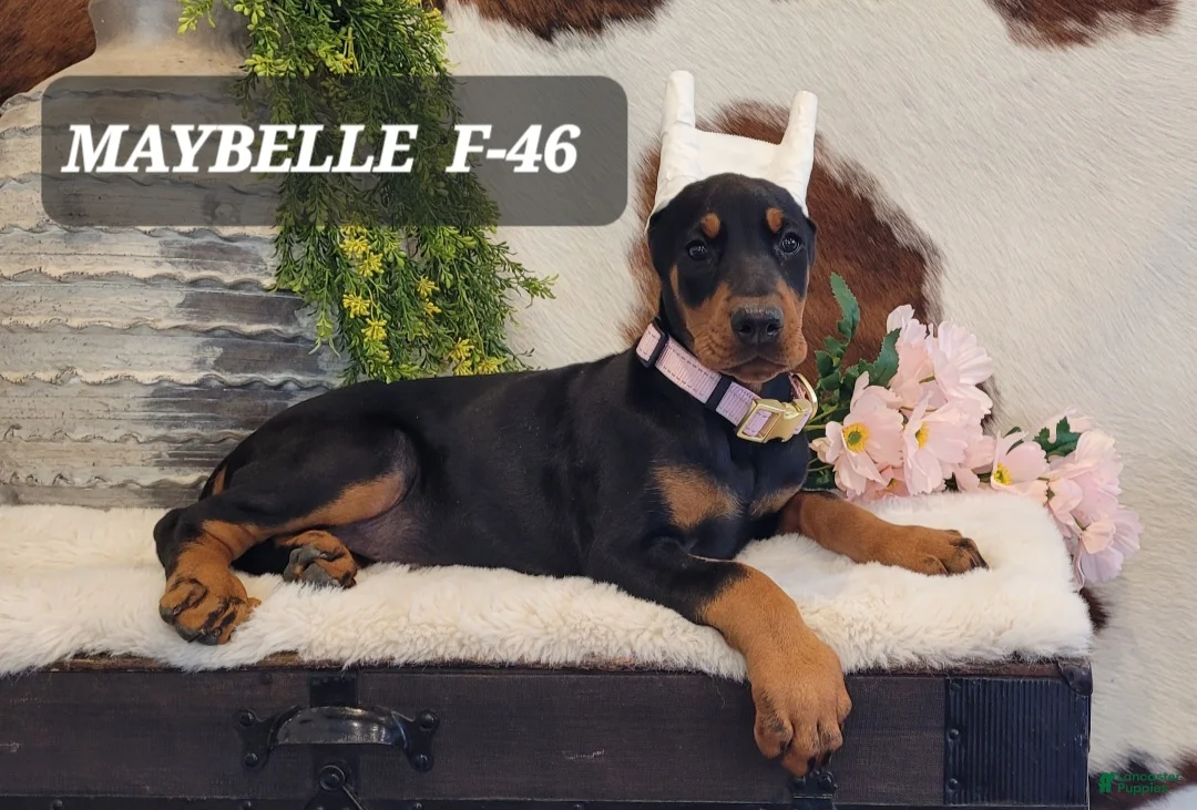 Doberman Pinscher dogs for sale: MAYBELLE - Ad 1