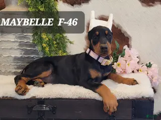 Doberman Pinscher dogs MAYBELLE - Ad 41