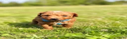 Mini Aussiedoodle dogs for sale: Blaze - Ad 6