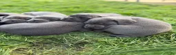 Cane Corso dogs for sale: Big Easy Blue  - Ad 8