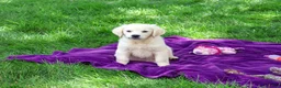 Golden Retriever dogs for sale: Tori - Ad 3