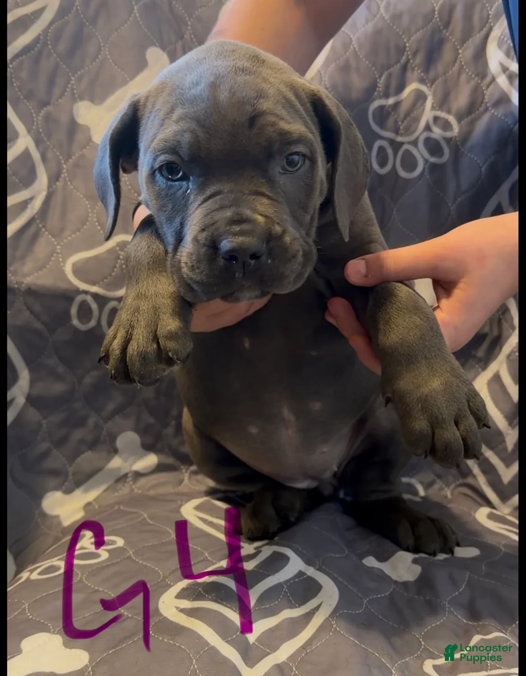 Cane Corso dogs for sale: G3 - Ad 1