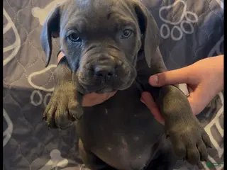 Cane Corso dogs G3 - Ad 39