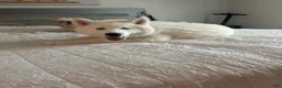 Siberian Husky dogs for sale: Milo  - Ad 4