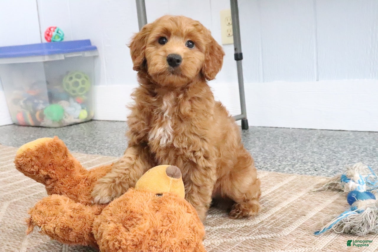 Mini Goldendoodle dogs Mindy - Ad 2