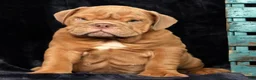 English Bulldog dogs for sale: Stuart - Ad 8