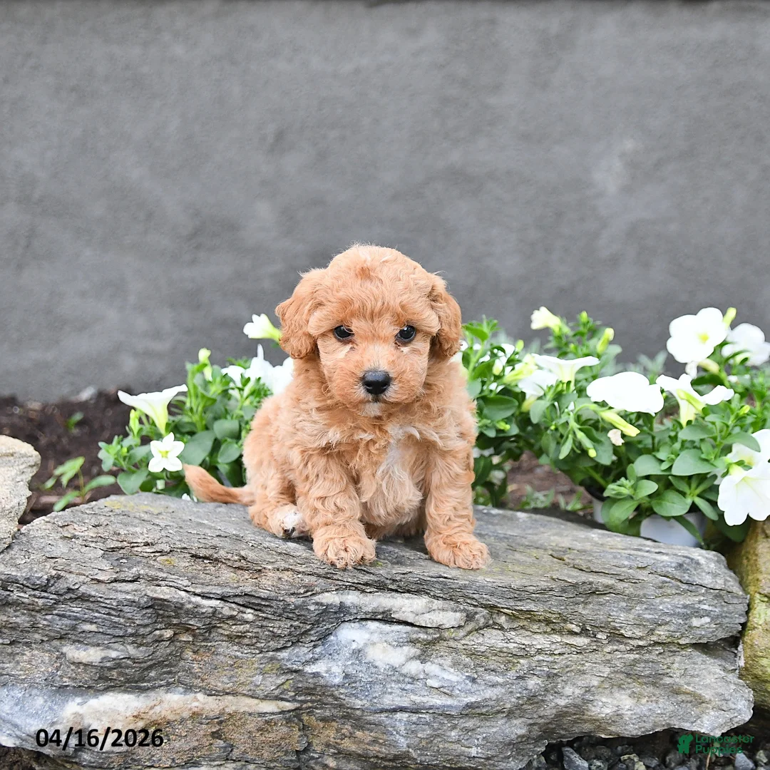 Cavapoo dogs for sale: Thea - Ad 5