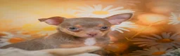 Chihuahua dogs for sale: DJ - Ad 3