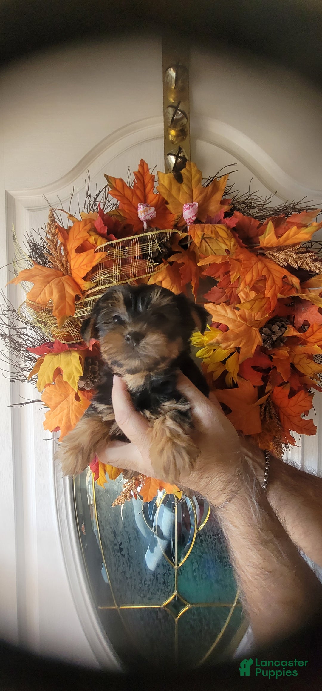 Yorkshire Terrier dogs for sale: Joyce  - Ad 1