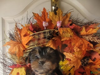 Yorkshire Terrier dogs Joyce - Ad 9