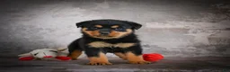 Rottweiler dogs for sale: Lilac - Ad 1