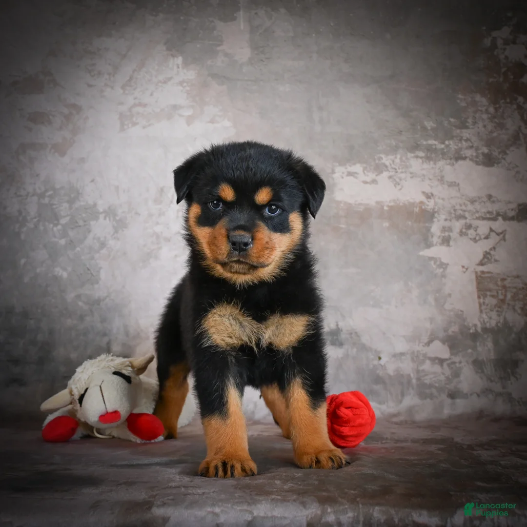 Rottweiler dogs for sale: Lilac - Ad 1