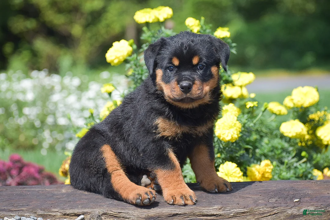 Rottweiler dogs for sale: Odessa - Ad 1