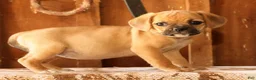 Puggle dogs for sale: Rosie - Ad 4