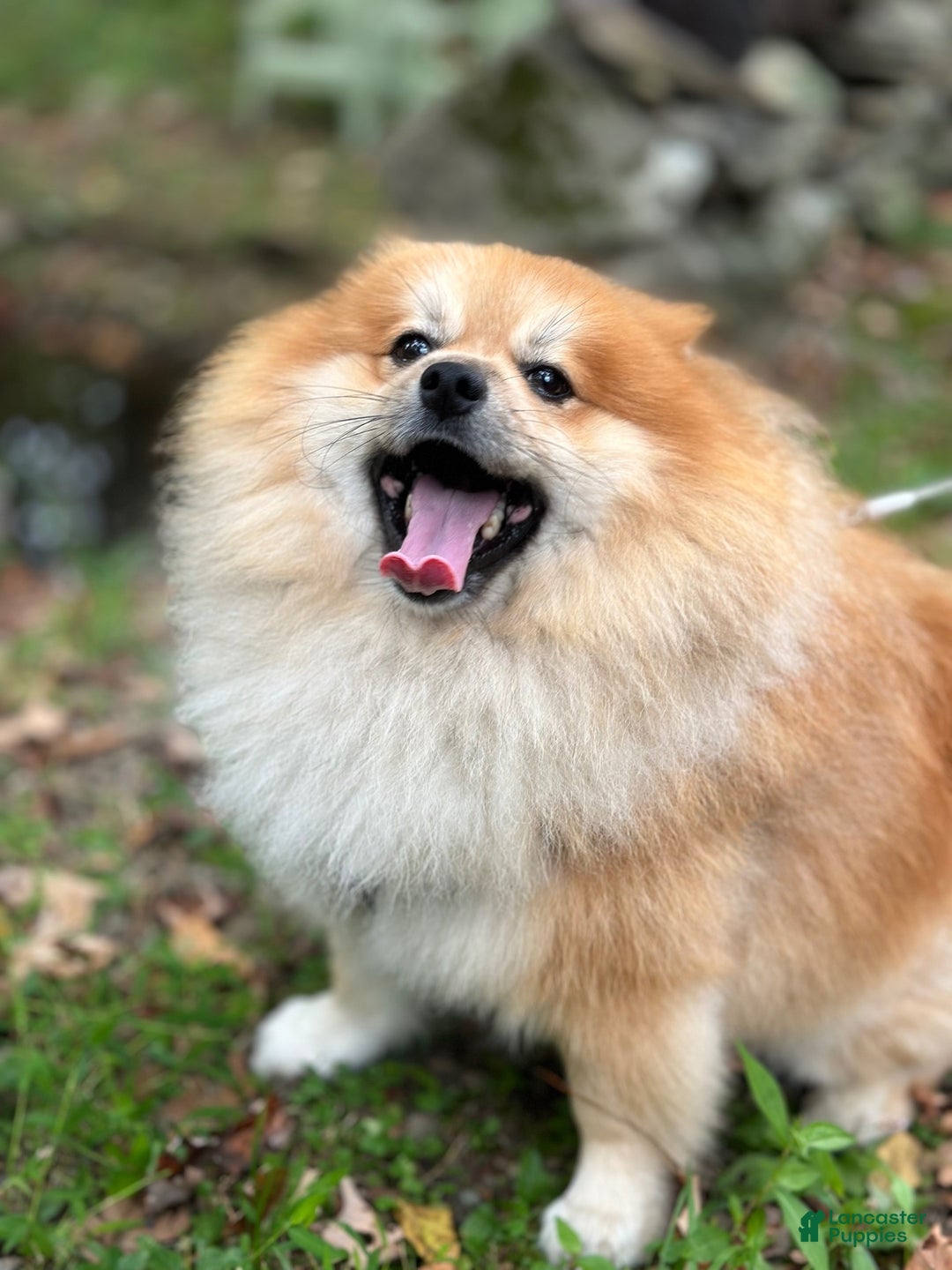 Pomeranian dogs for stud: Sir Fluffington - Ad 1