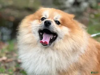 Pomeranian dogs Sir Fluffington - Ad 2