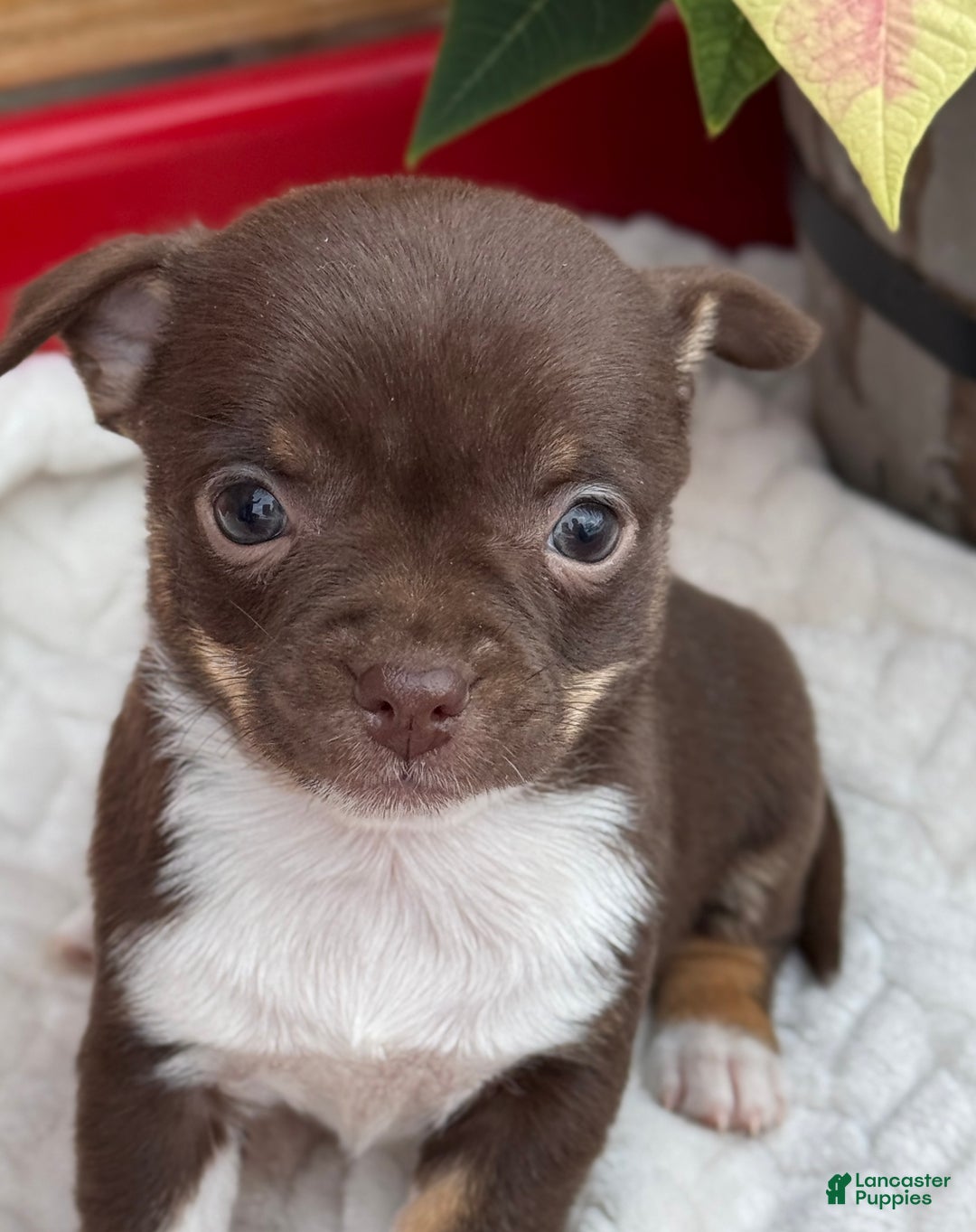 Chihuahua dogs for sale: Cozy - Ad 5