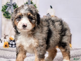 Mini Bernedoodle dogs - Ad 8