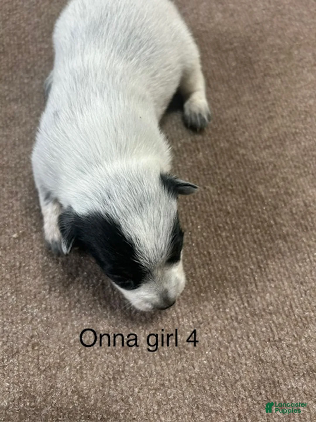 Australian Cattle Dog dogs for sale: Australian Cattle Female 2 - Ad 1