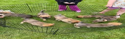 Mixed Breed dogs for sale: August - Ad 5