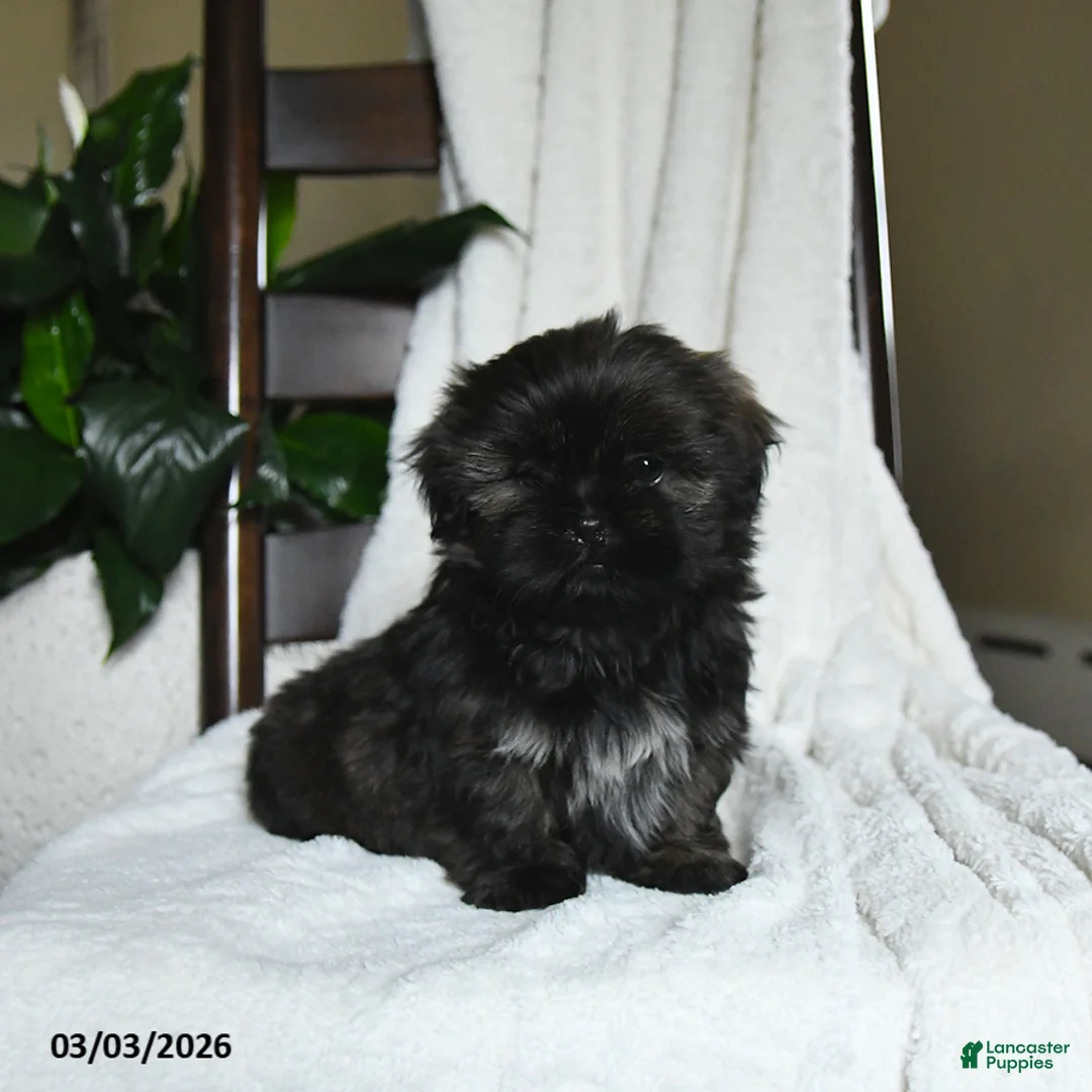 Shih Tzu dogs for sale: Winston - Ad 1