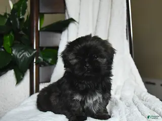 Shih Tzu dogs for sale: Winston - Ad 3