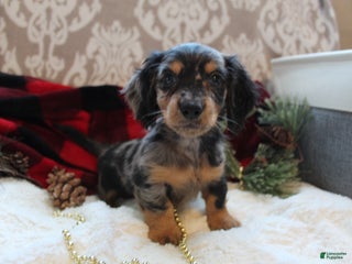 Miniature Dachshund dogs - Ad 34