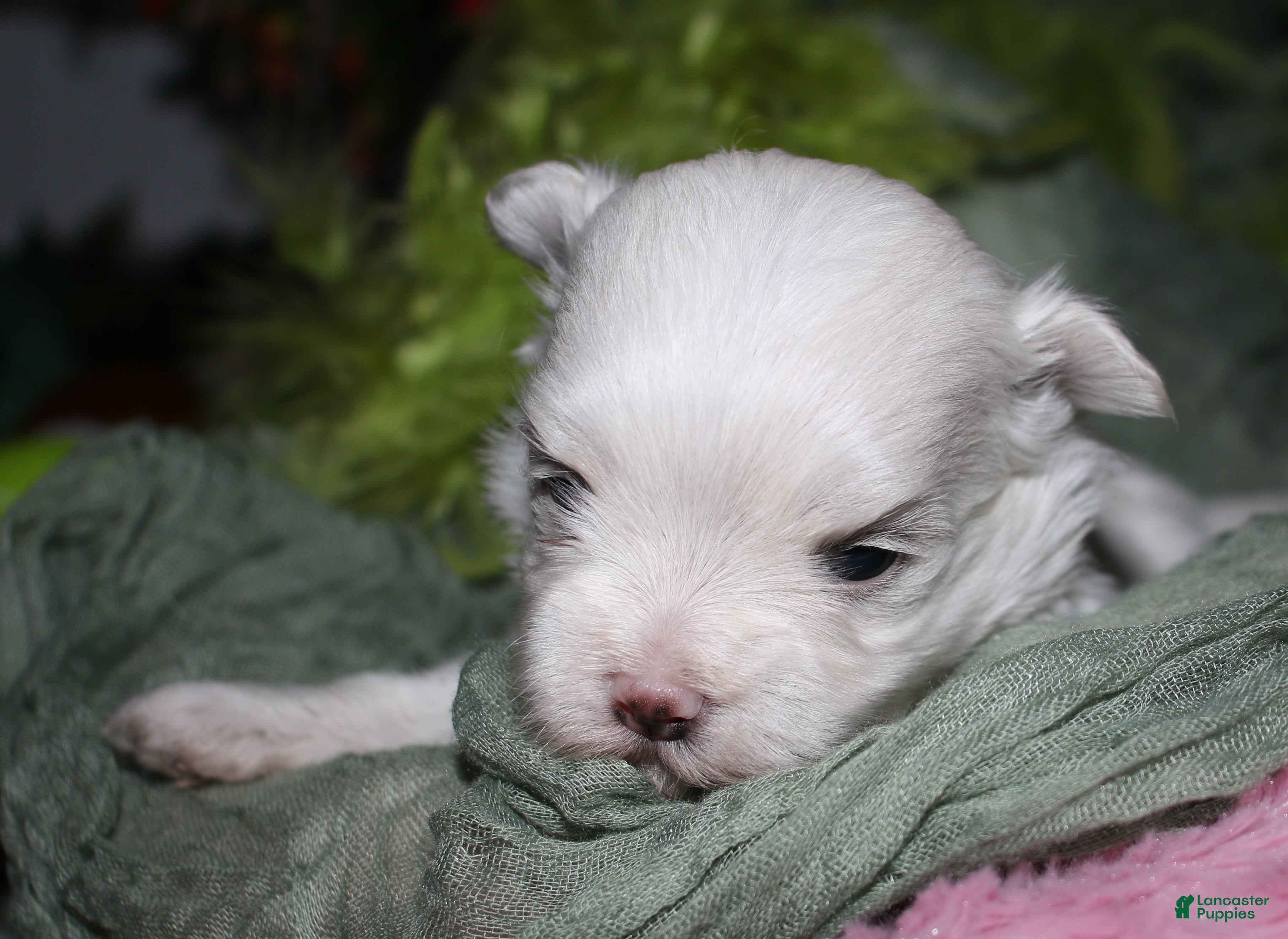 Maltese dogs for sale: Bruiser - Ad 5