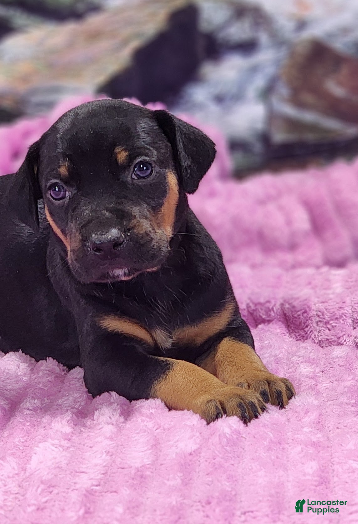 Catahoula Leopard Dog dogs Luna 2025 Female 4 - Ad 30