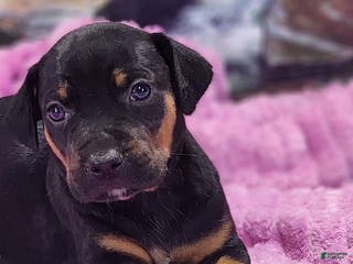 Catahoula Leopard Dog dogs Luna 2025 Female 4 - Ad 17