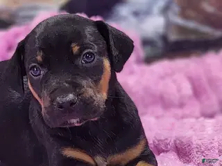 Catahoula Leopard Dog dogs Luna 2025 Female 4 - Ad 15