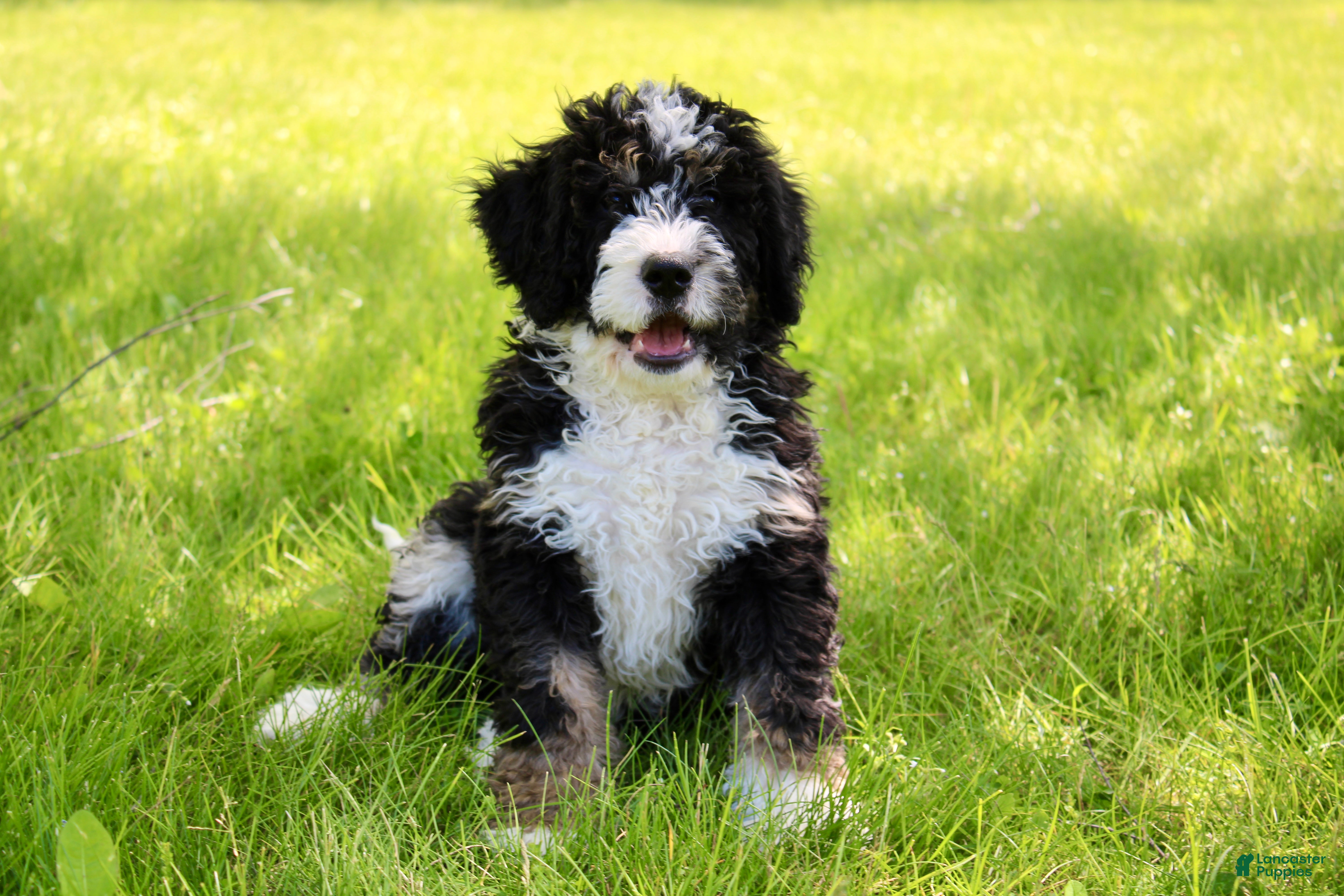 Mini Bernedoodle dogs Parker - Ad 1