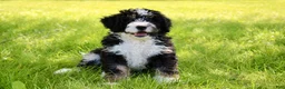 Mini Bernedoodle dogs for sale: Parker - Ad 1