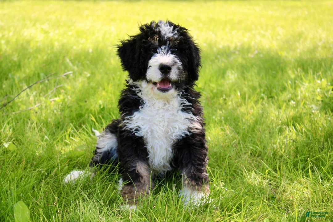 Mini Bernedoodle dogs for sale: Parker - Ad 1
