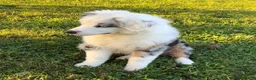 Australian Shepherd dogs for sale: Blue - Ad 5