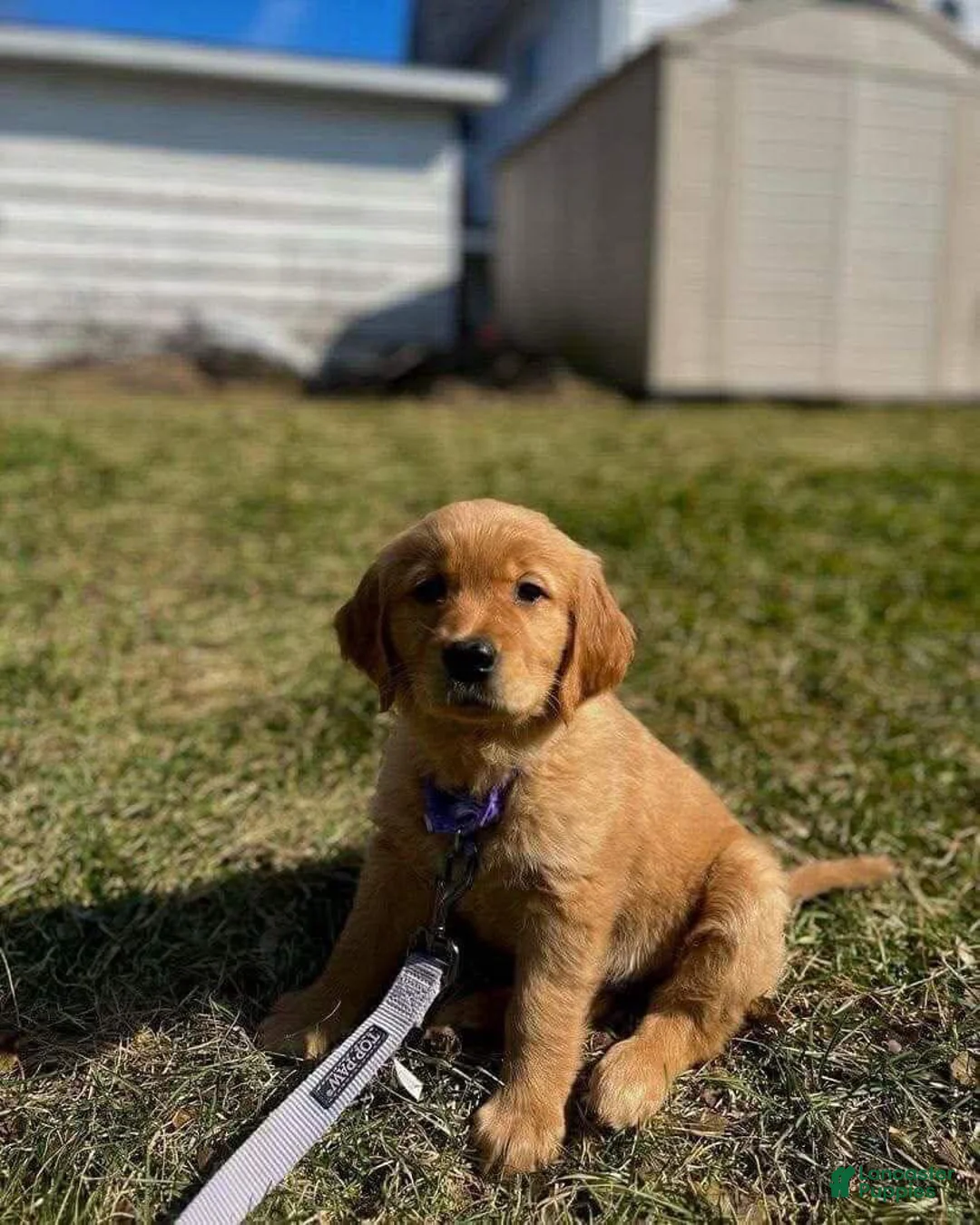 Golden Retriever dogs for sale: Golden Retriever Puppy 1 - Ad 3