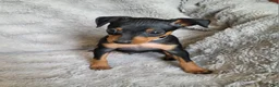 Miniature Pinscher dogs for sale: Paco - Ad 8