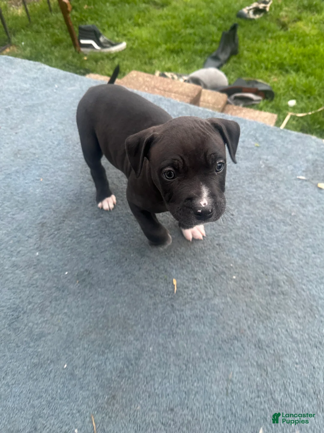 Mixed Breed dogs for sale: Lucy - Ad 2