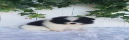 Pomeranian dogs for sale: Willa  - Ad 6