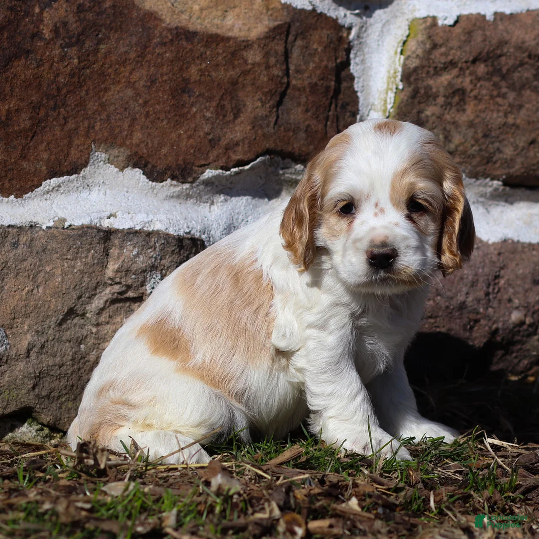 Cocker Spaniel dogs for sale: Clover Cocker Spaniel Puppy  - Ad 2