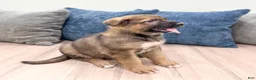 German Shepherd dogs for sale: Kevin - Ad 3