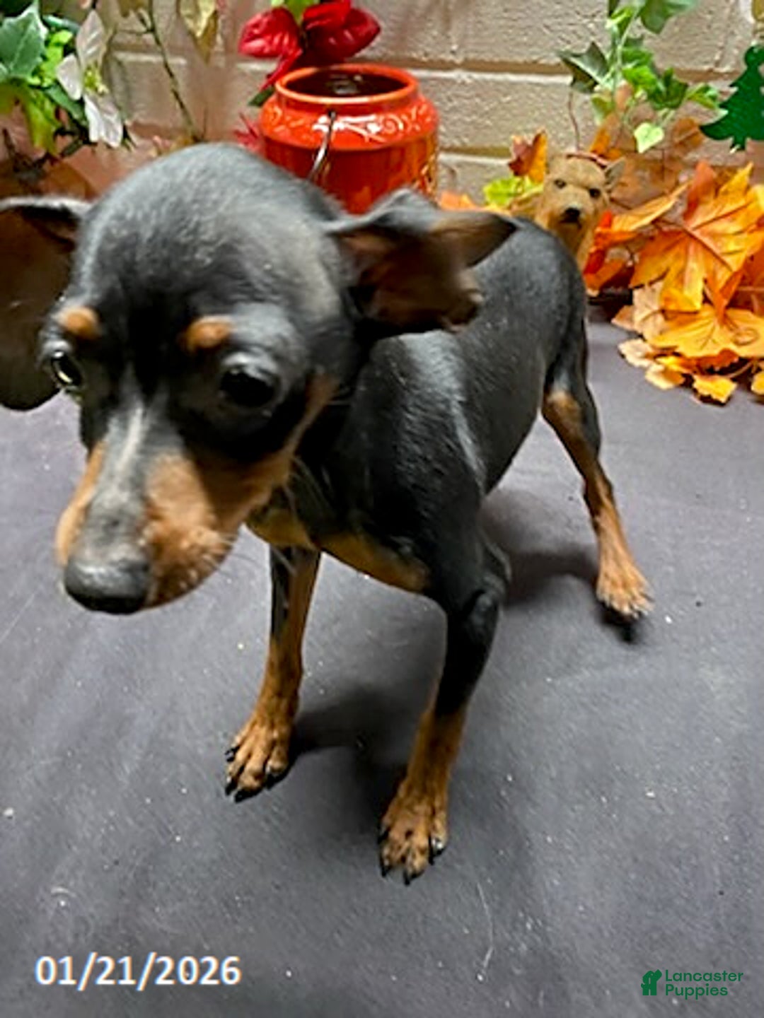 Miniature Pinscher dogs for sale: Pin  - Ad 11