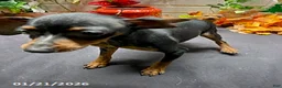 Miniature Pinscher dogs for sale: Pin  - Ad 16