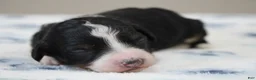 Mini Bernedoodle dogs for sale: Sawyer  - Ad 4