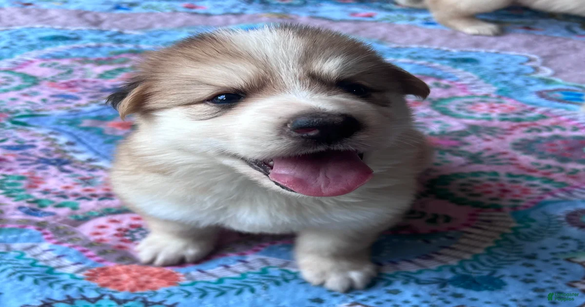 German Shepherd Puppies for sale in Powder Springs, Georgia | Lancaster ...