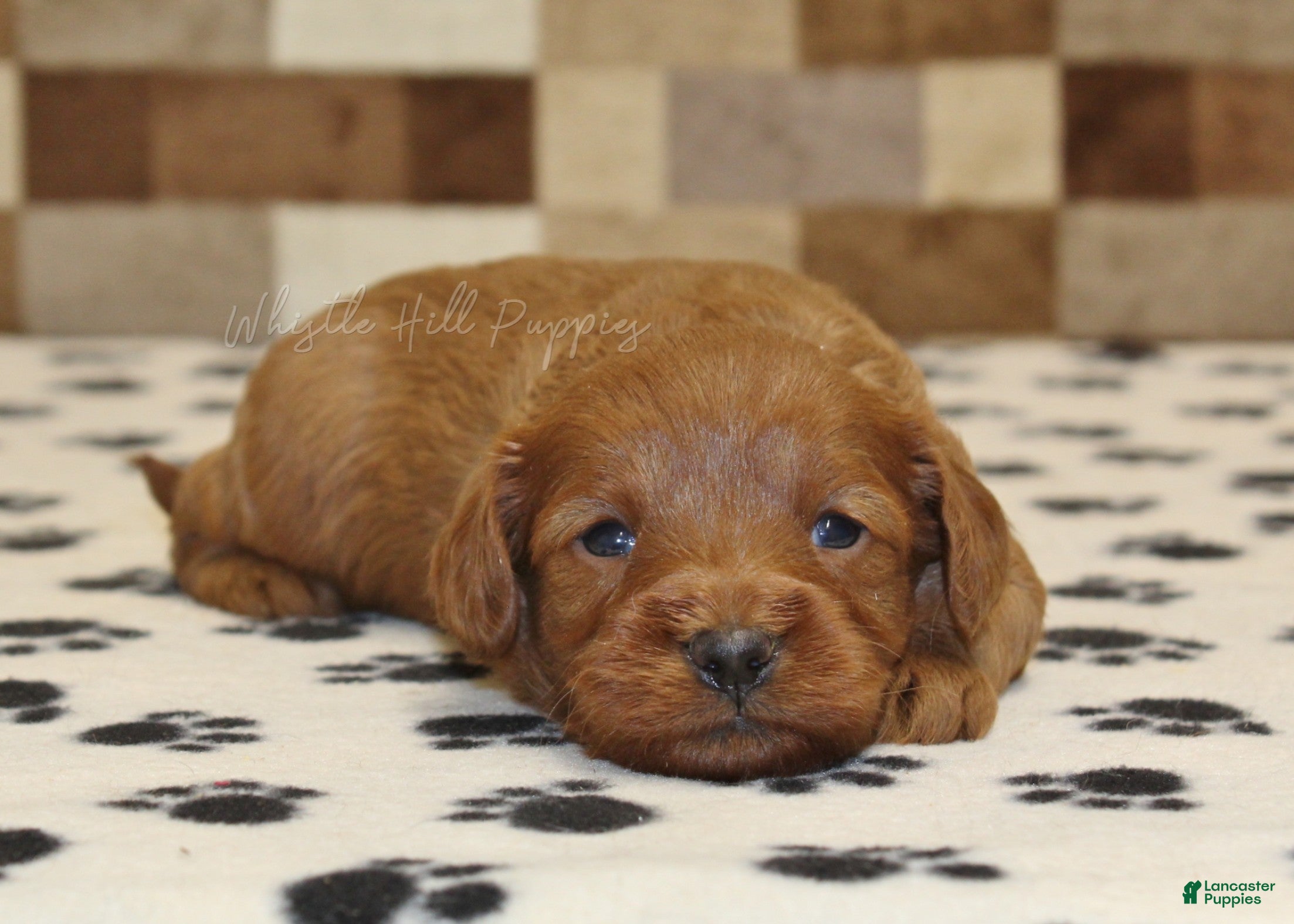 Cavapoo dogs George - Ad 2
