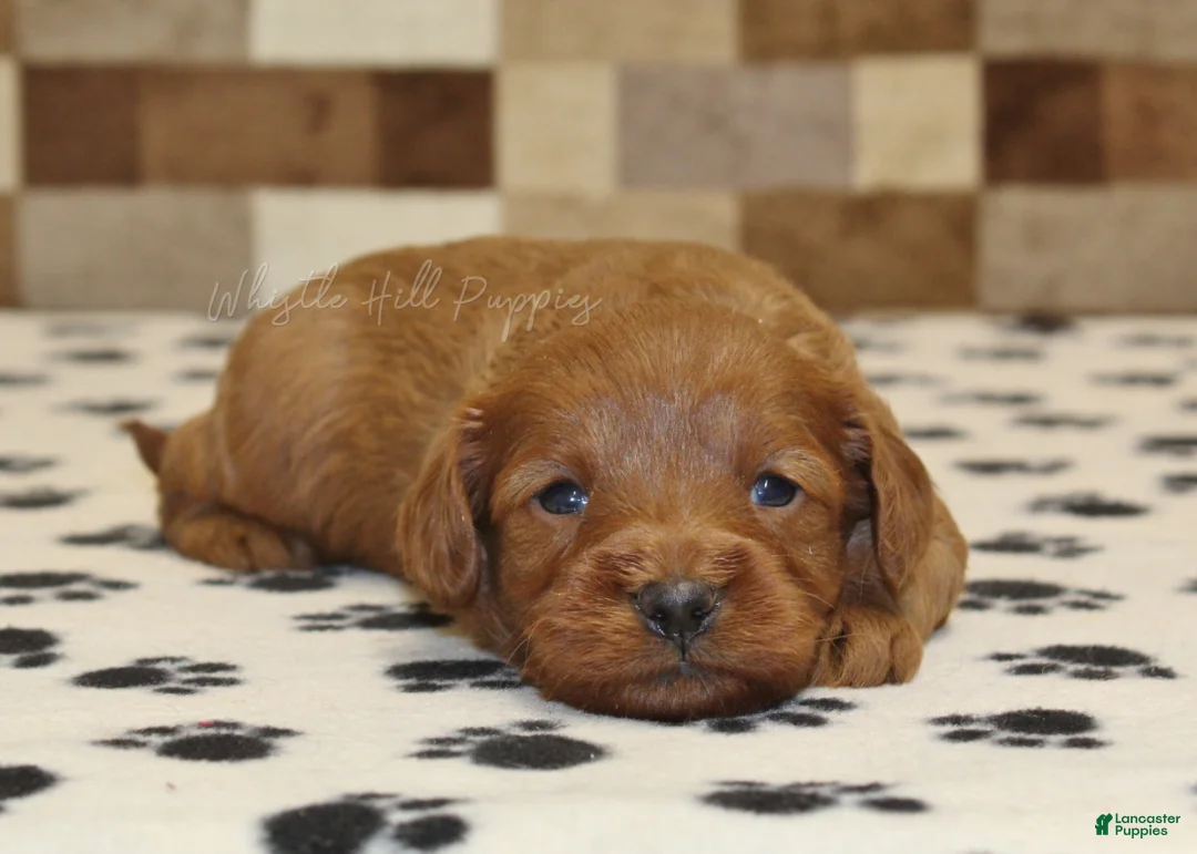 Cavapoo dogs for sale: George - Ad 2