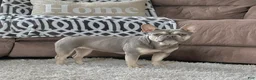 French Bulldog dogs for sale: Sherly Video Ad  - Ad 6